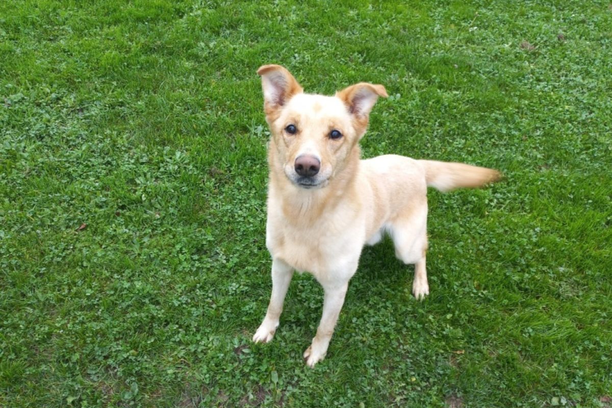 Chico - Chien à adopter - photo 2