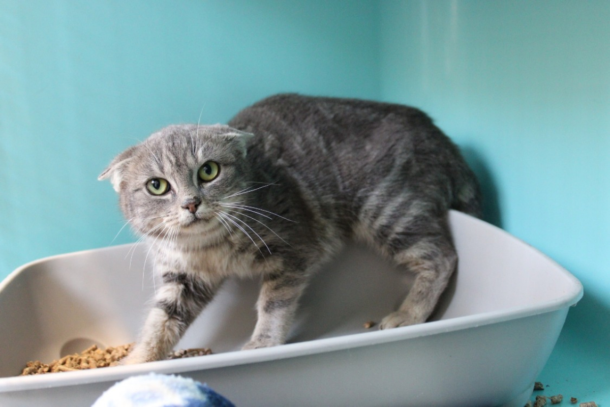 Photo #2 de Coin coin