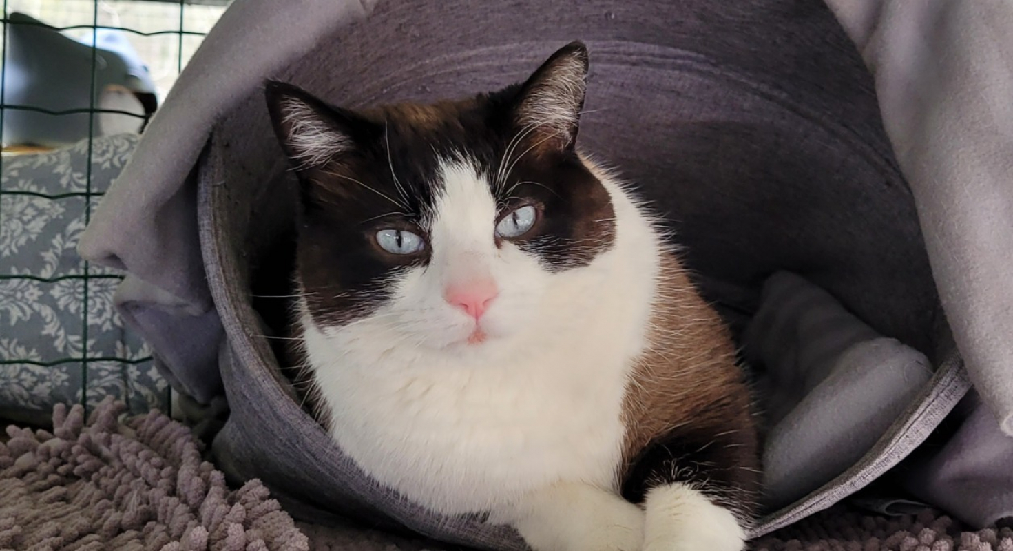 Photo de Rene dit tibet