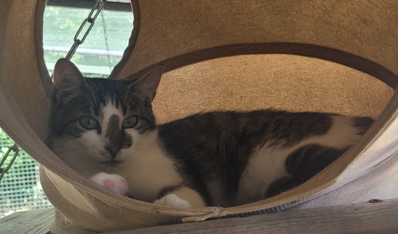 Neiko - Chat à adopter