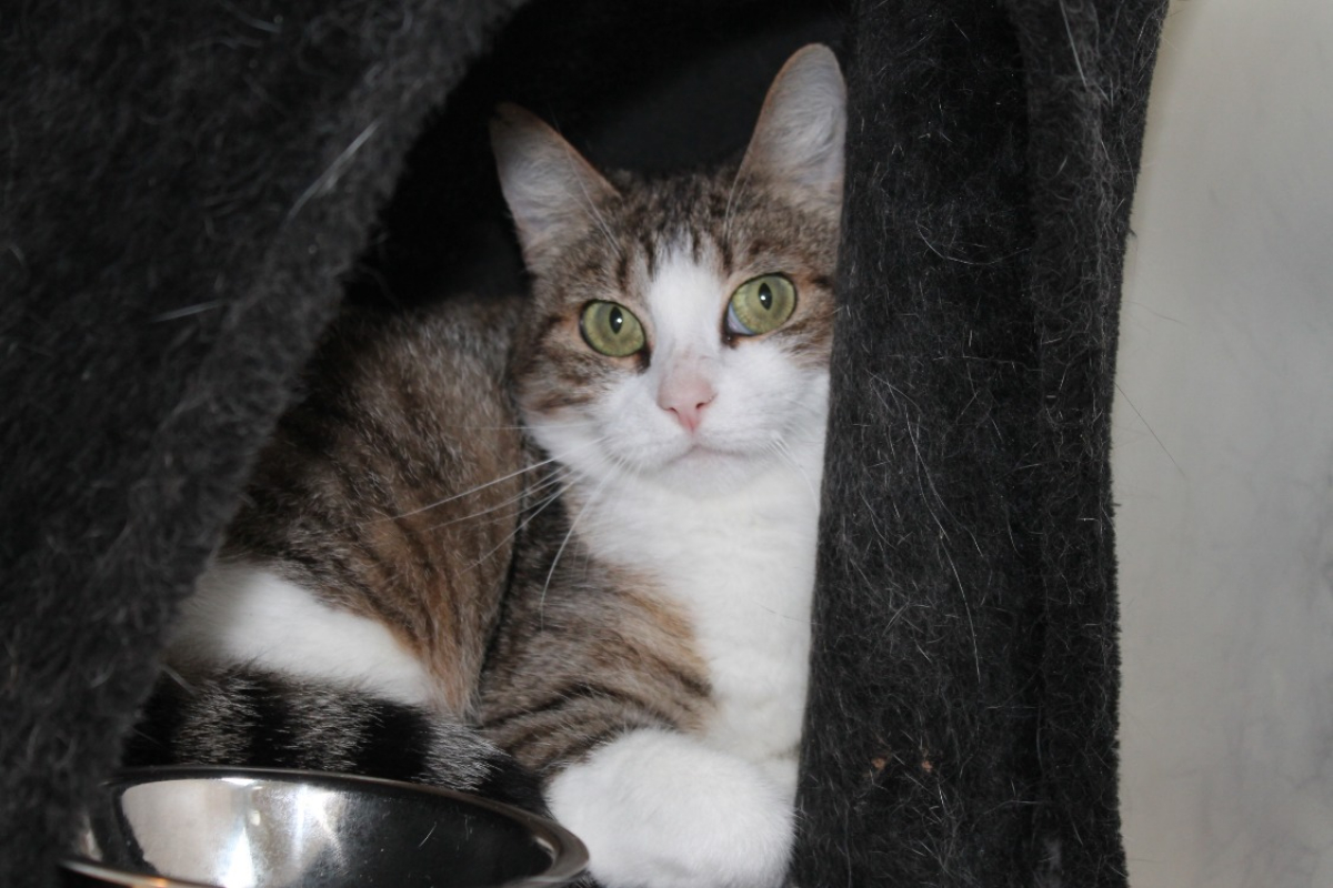 Photo #2 de Scylla
