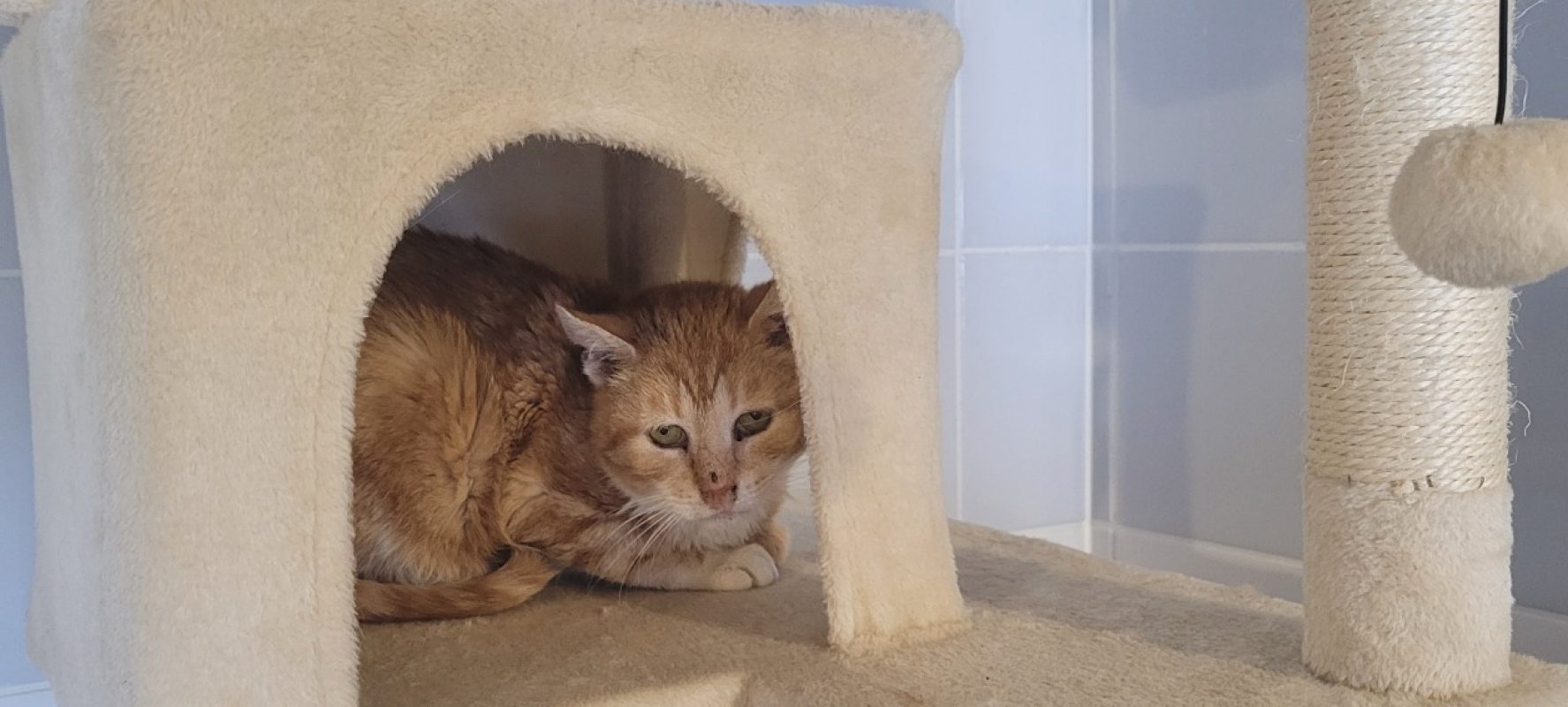 Pogo - Chat Européen à adopter