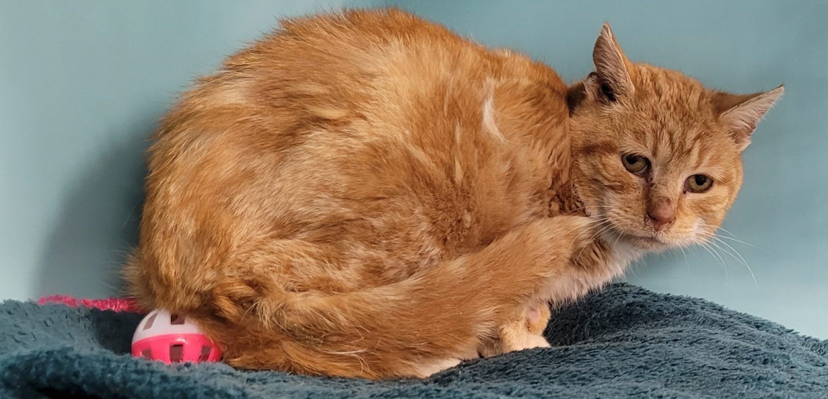 Pogo - Chat Européen à adopter - photo 2