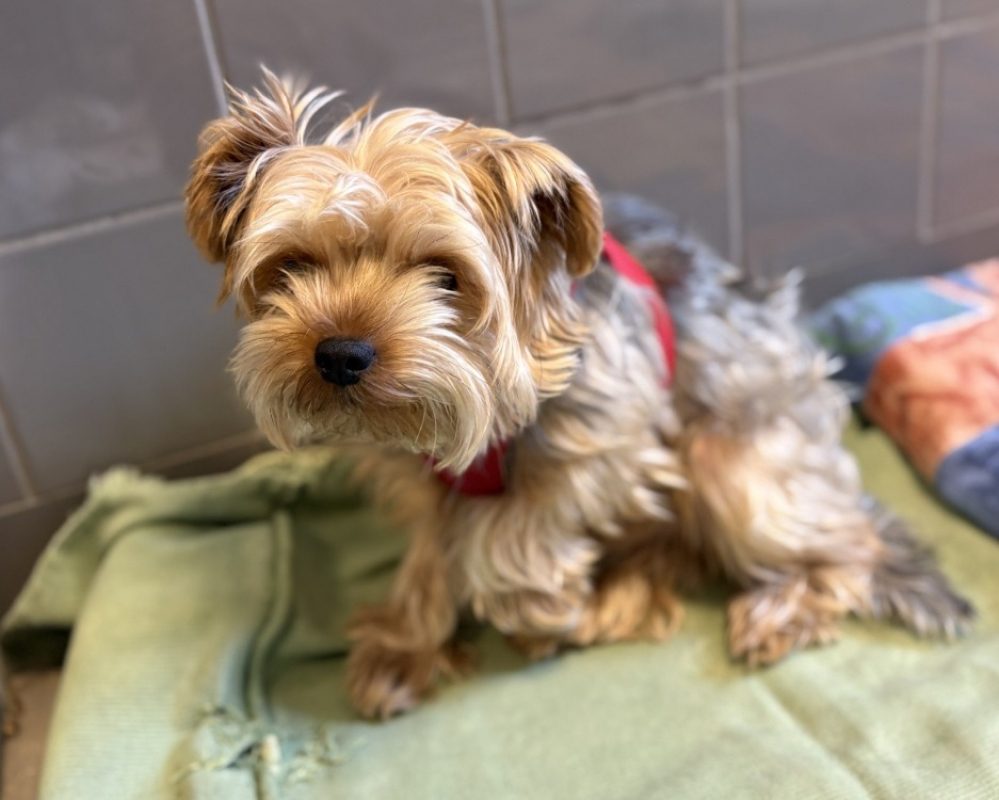 Thor Yorkshire Terrier Adopter Gennevilliers 92 Animaux fr thor-yorkshire-terrier-adopter-gennevilliers-92-animaux-fr