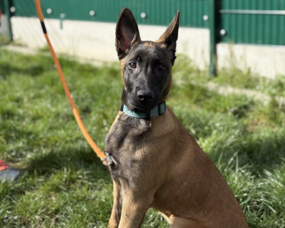 Photo #1 de Athena du paradis des edelweiss