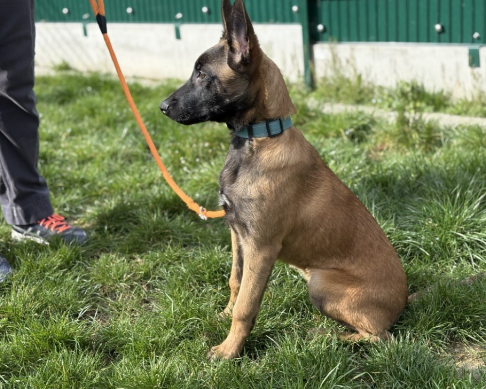 Photo #2 de Athena du paradis des edelweiss