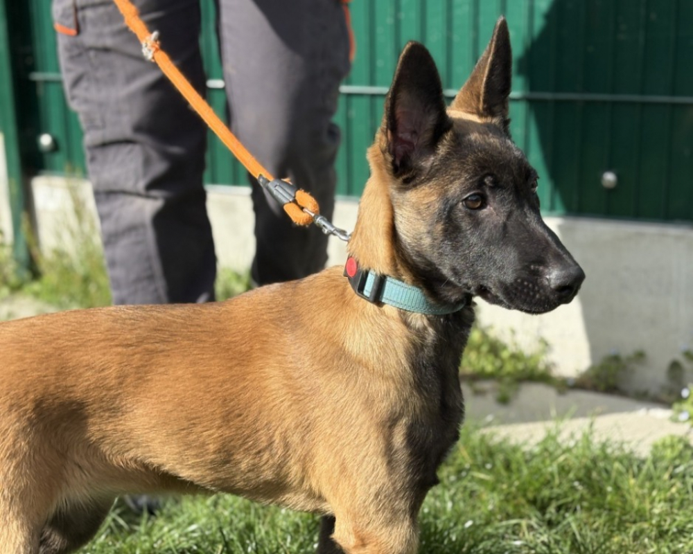 Photo #3 de Athena du paradis des edelweiss