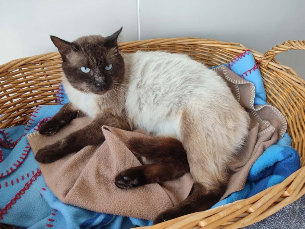 Guermange - Chat Européen à adopter