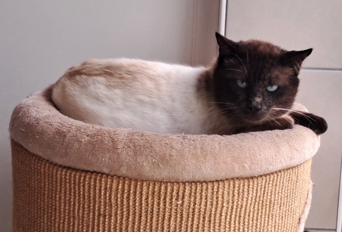 Guermange - Chat Européen à adopter - photo 2