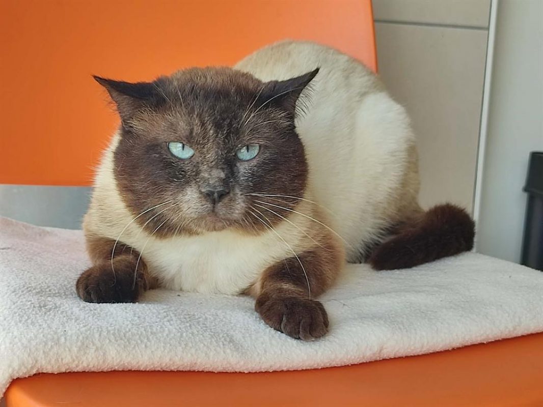 Guermange - Chat Européen à adopter - photo 3