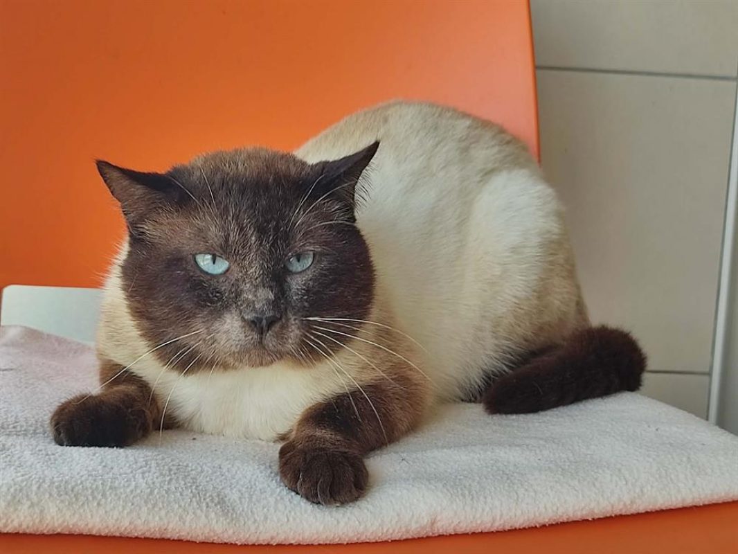 Guermange - Chat Européen à adopter - photo 4