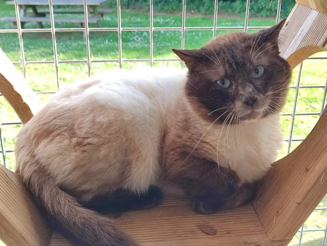 Guermange - Chat Européen à adopter - photo 5