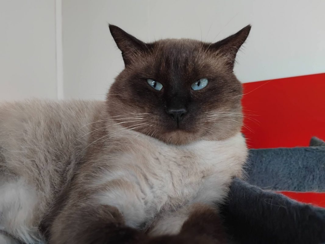 Guermange - Chat Européen à adopter