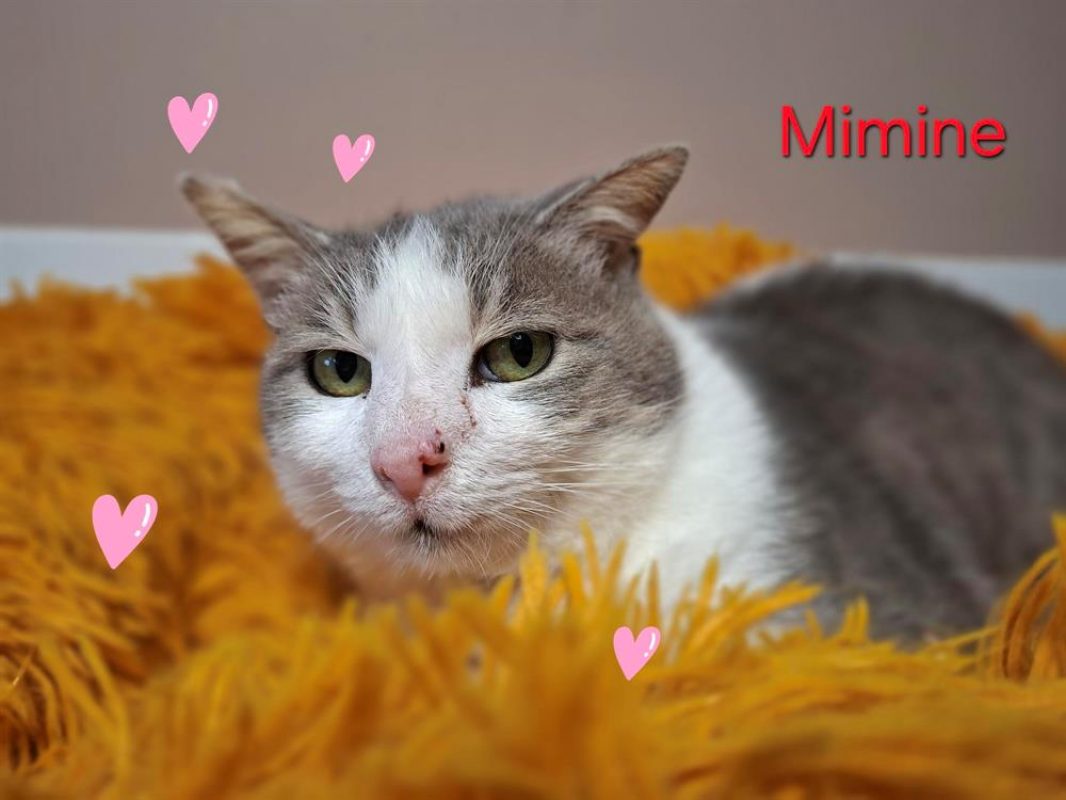 Mimine - Chat Européen à adopter