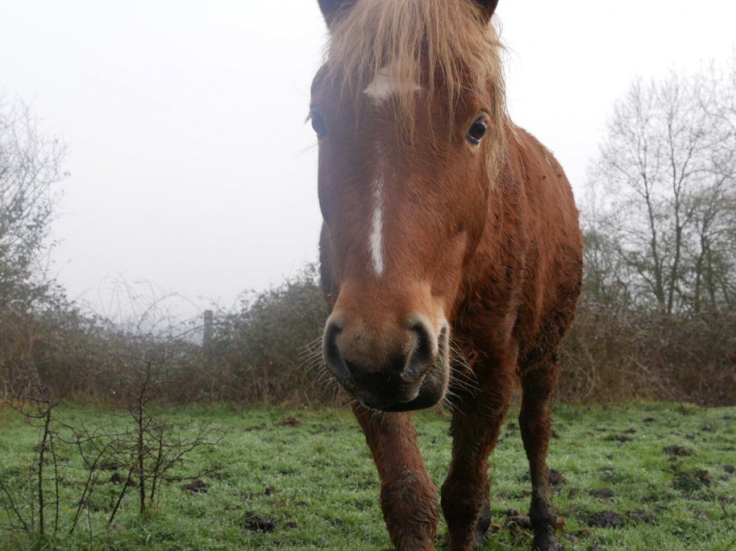 Photo de Marengo de belnoe