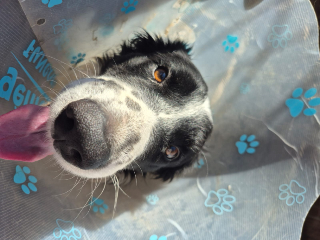 Photo #2 de O'malley