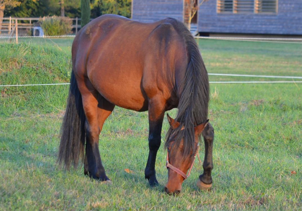 Photo #1 de Belorion