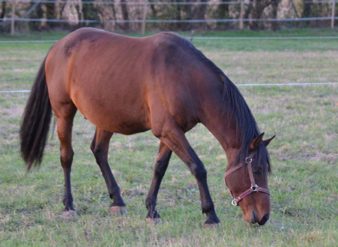 Photo #2 de Belorion