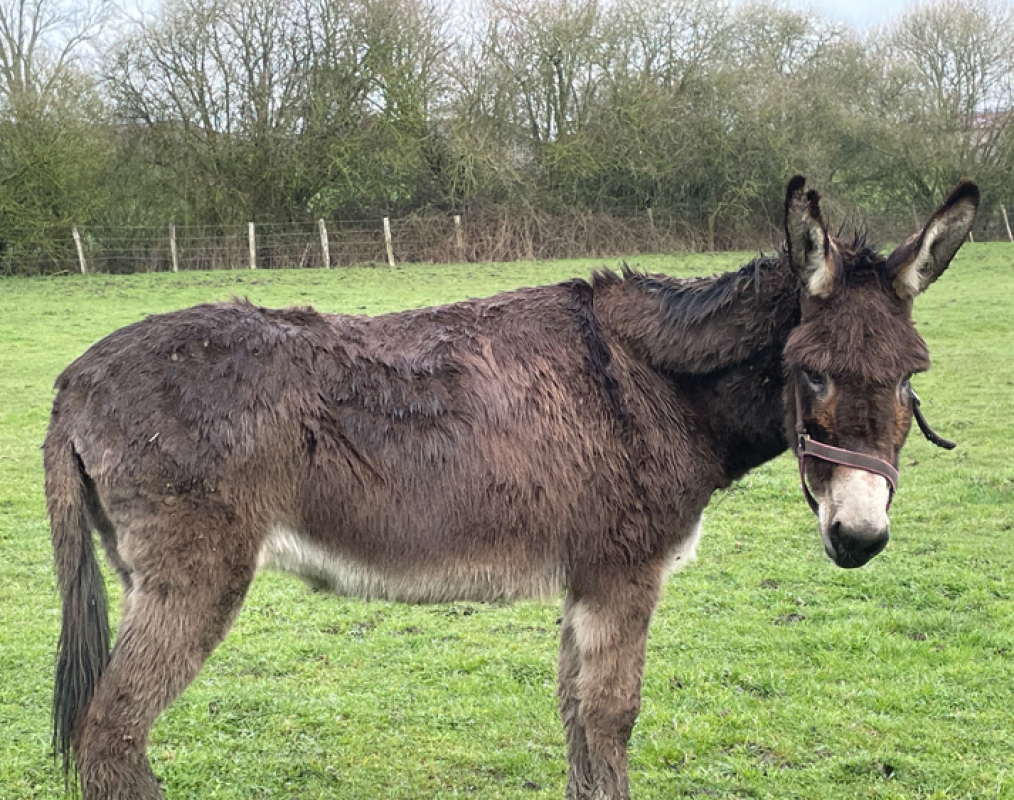 Photo #2 de Valentine