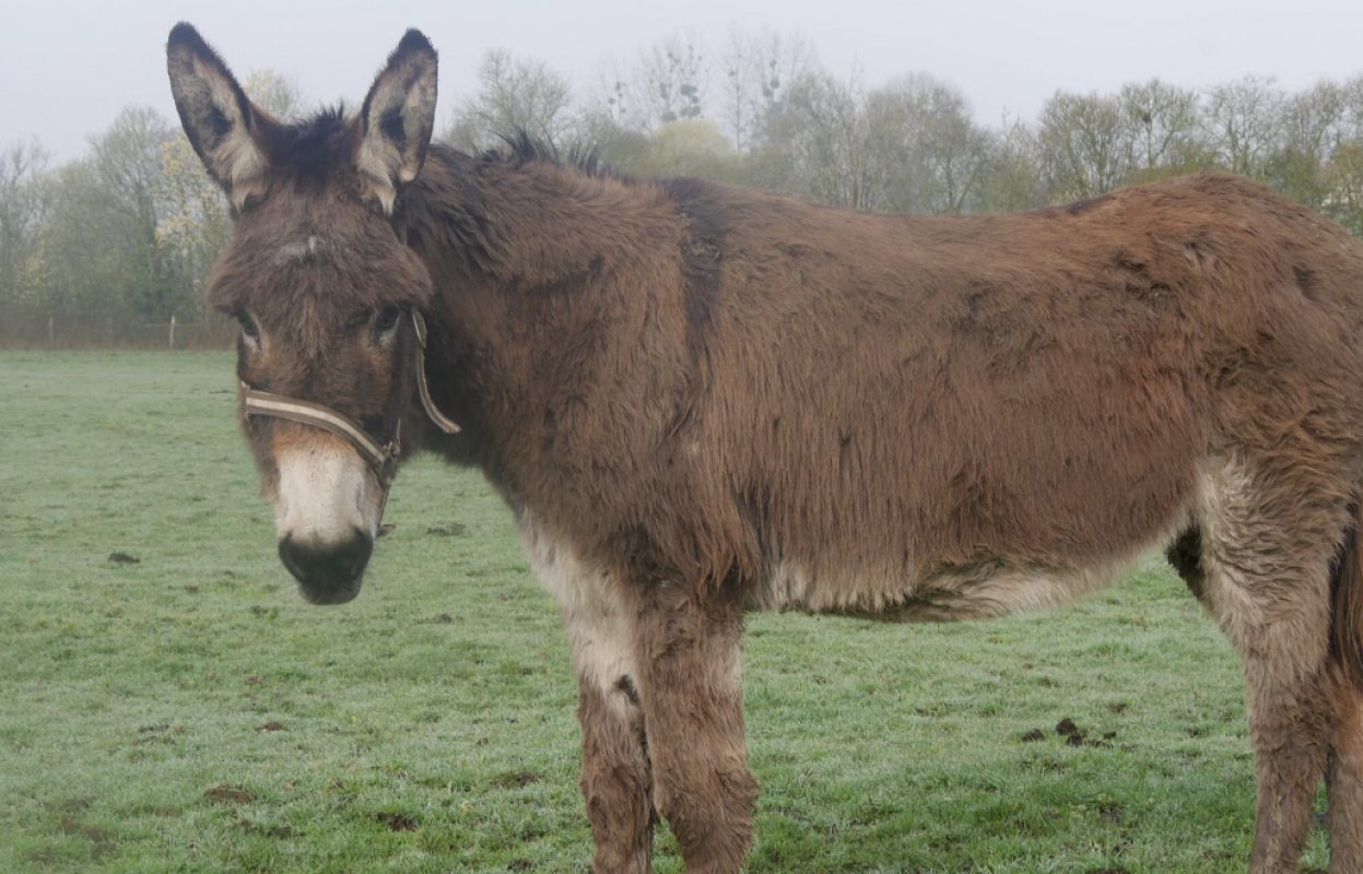 Cacahuete - Equidé Ane à adopter