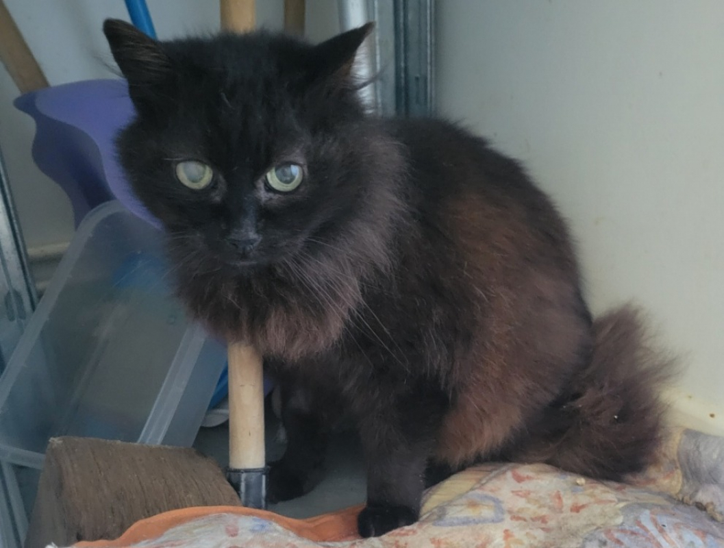 Pastille - Chat Européen à adopter