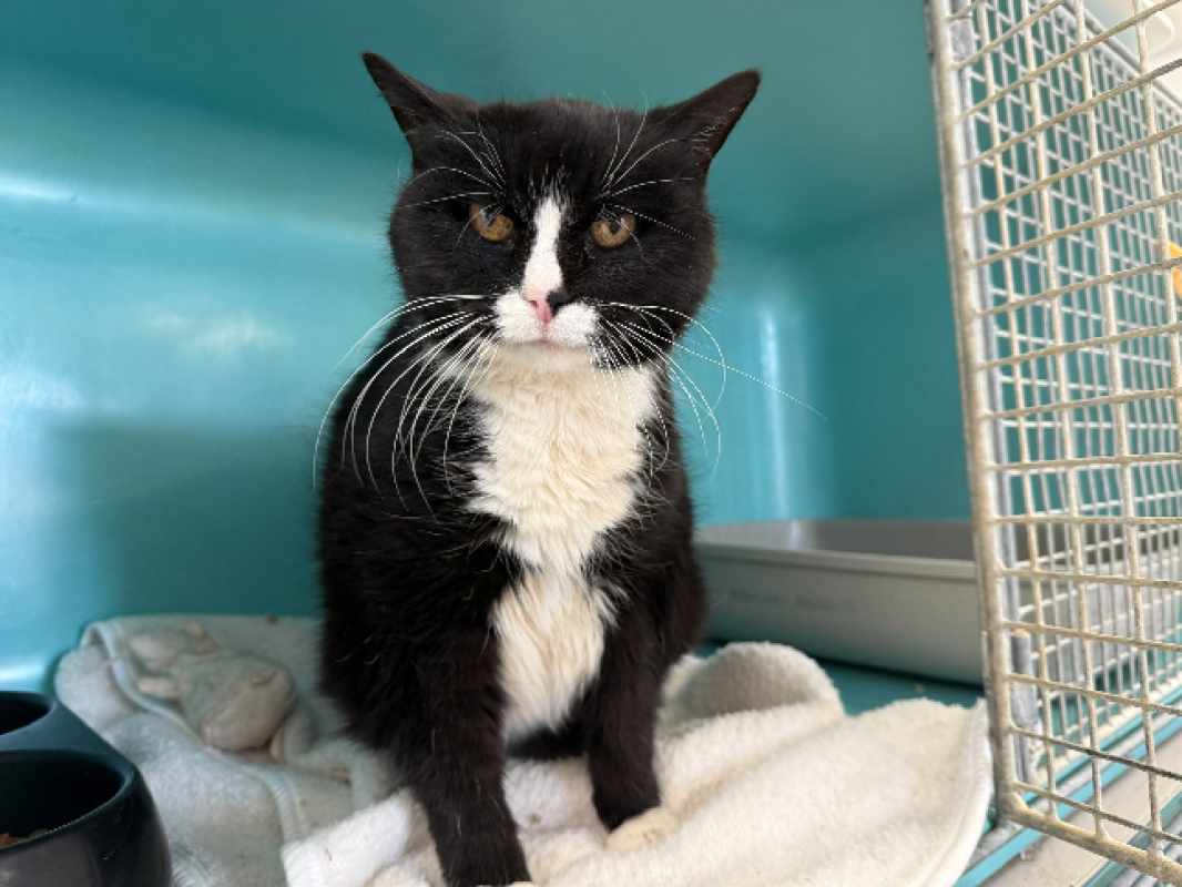 Photo de Poussinette