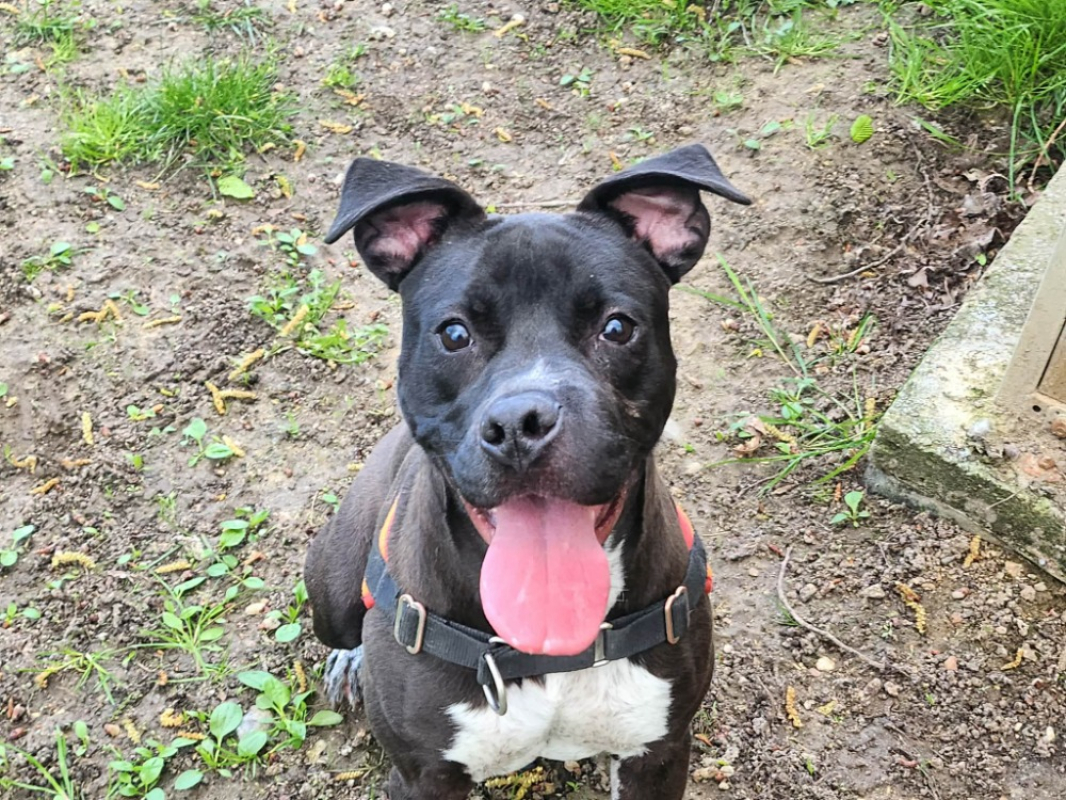 Photo #1 de Lentille