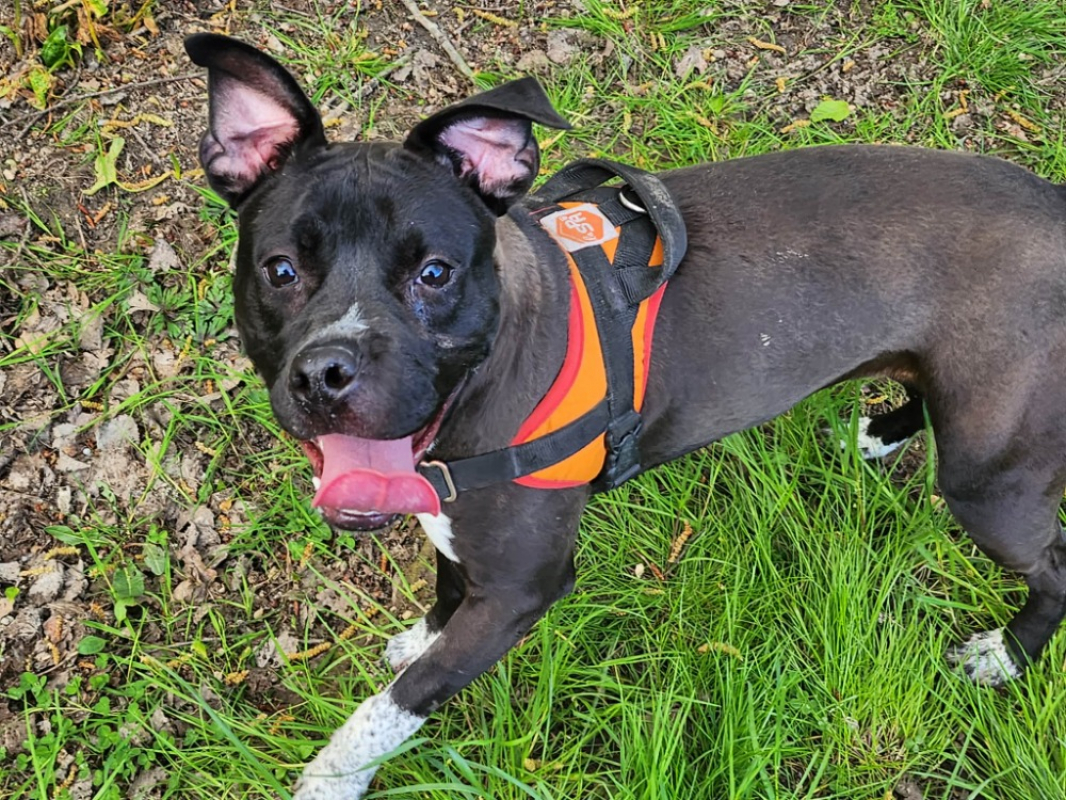 Photo #2 de Lentille