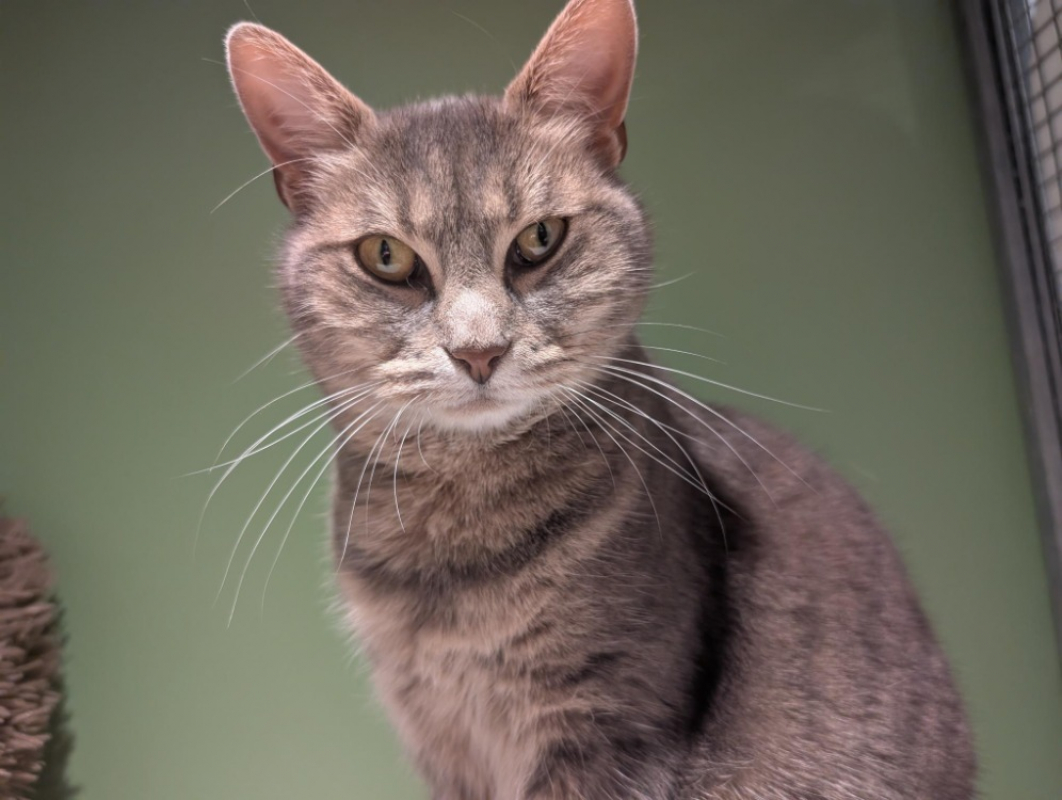 Photo #1 de Nefertiti