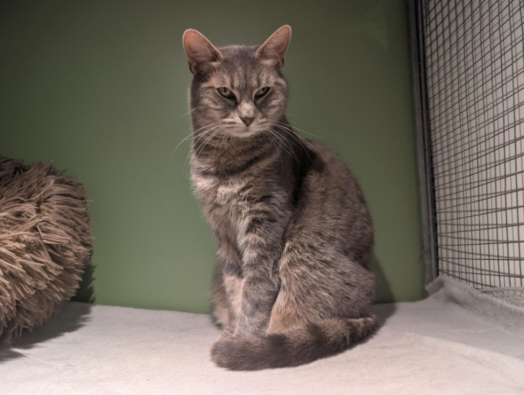 Photo #2 de Nefertiti