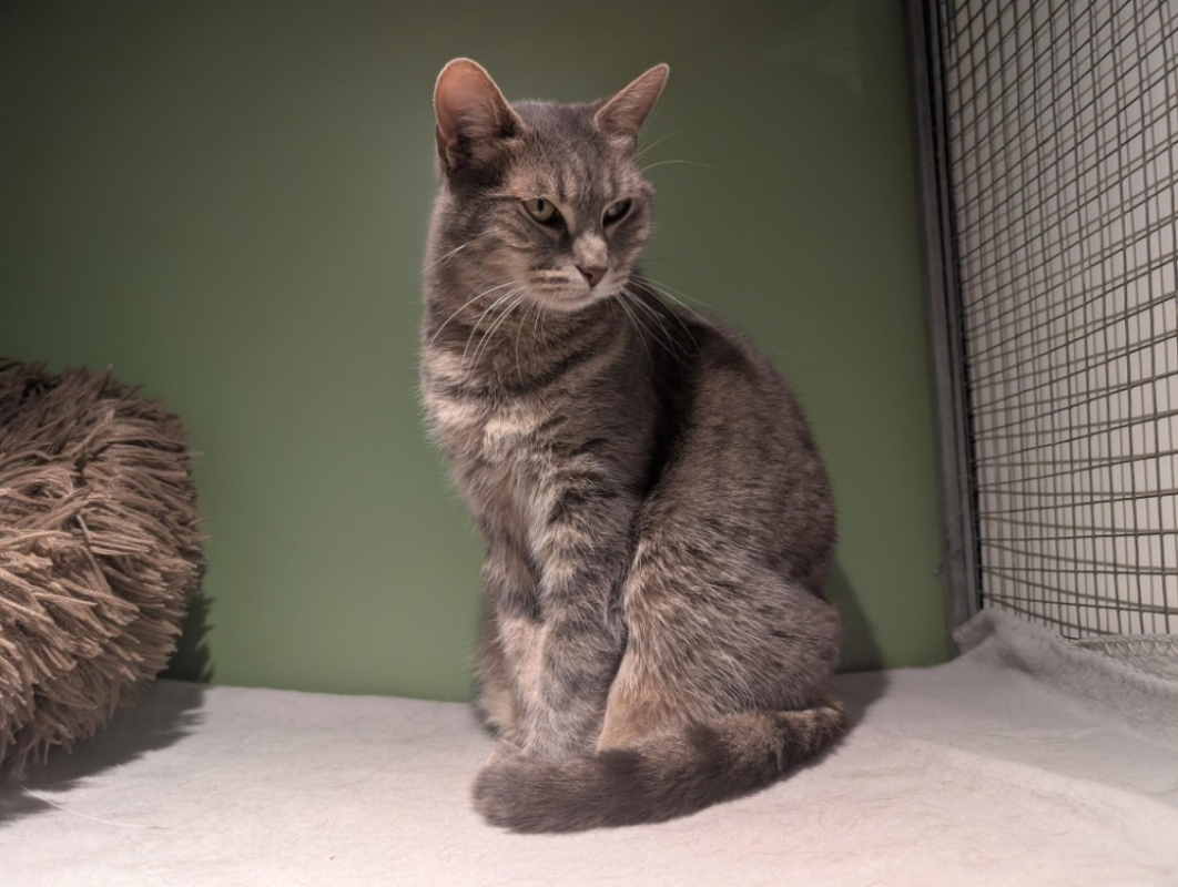 Photo #3 de Nefertiti