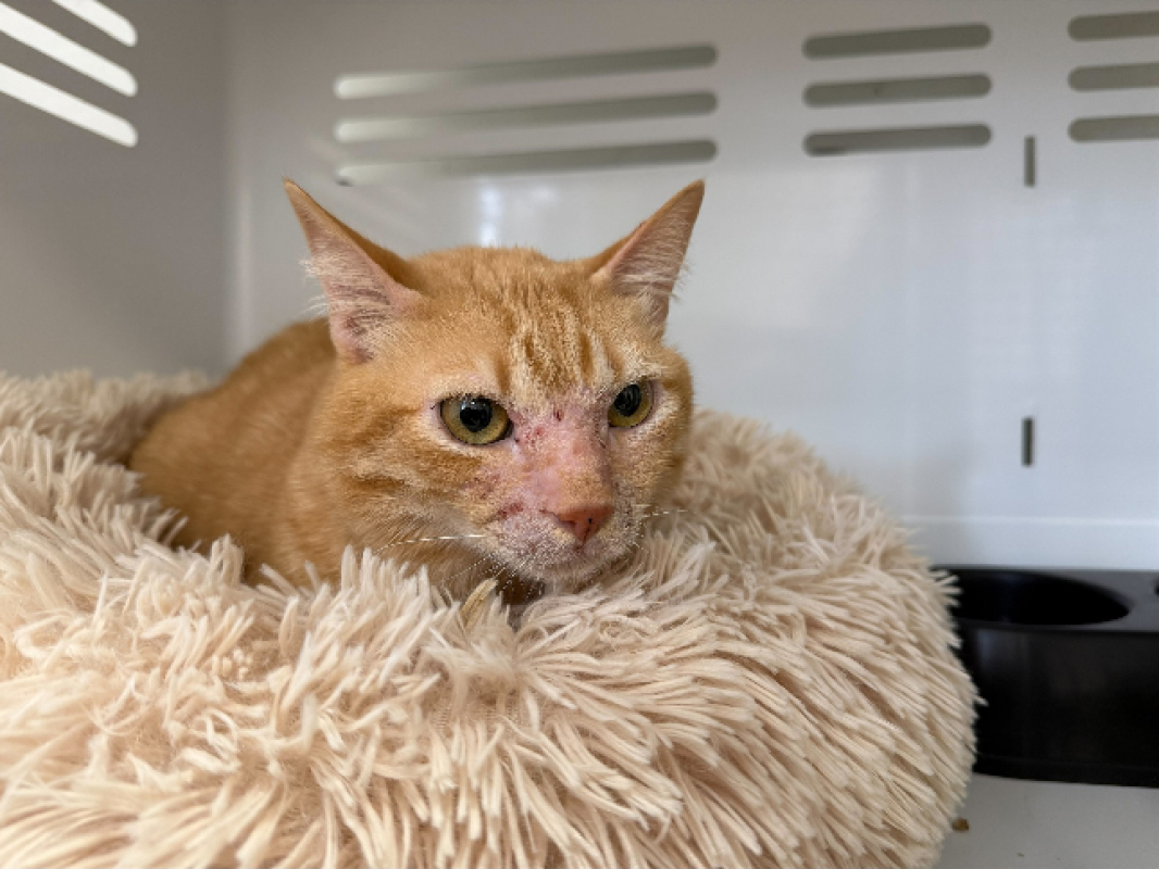 Photo de Genesis dit sancho