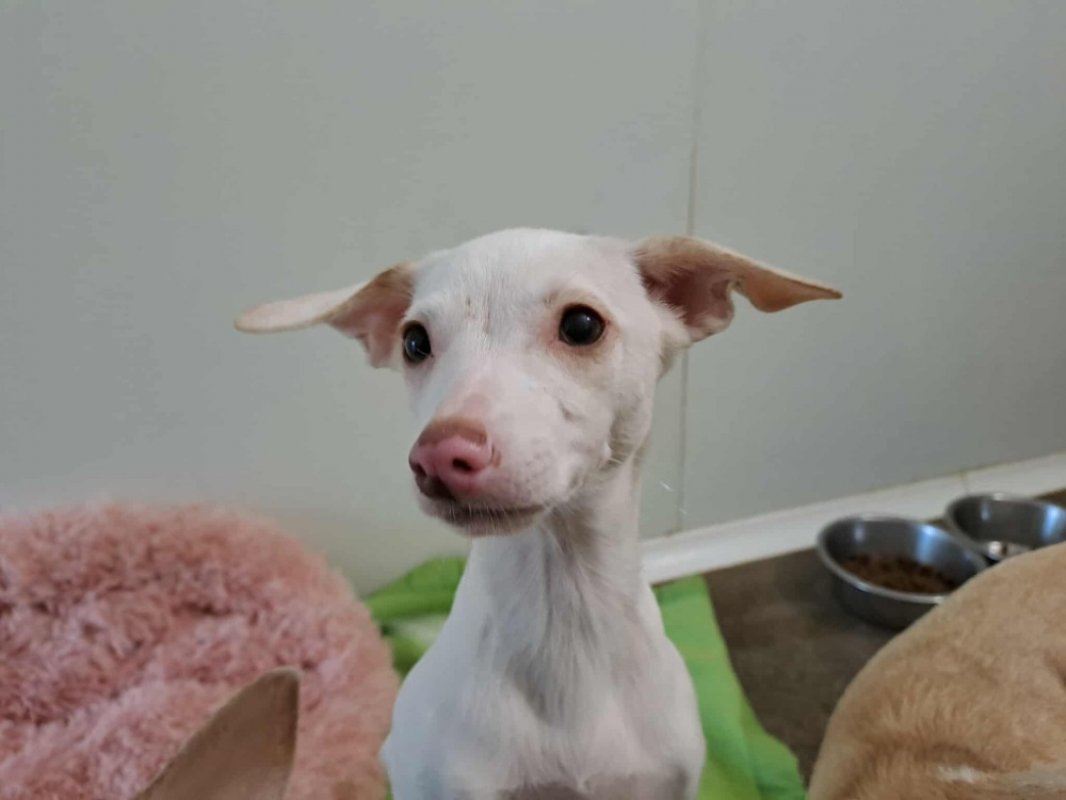 Photo #1 de Beethoven