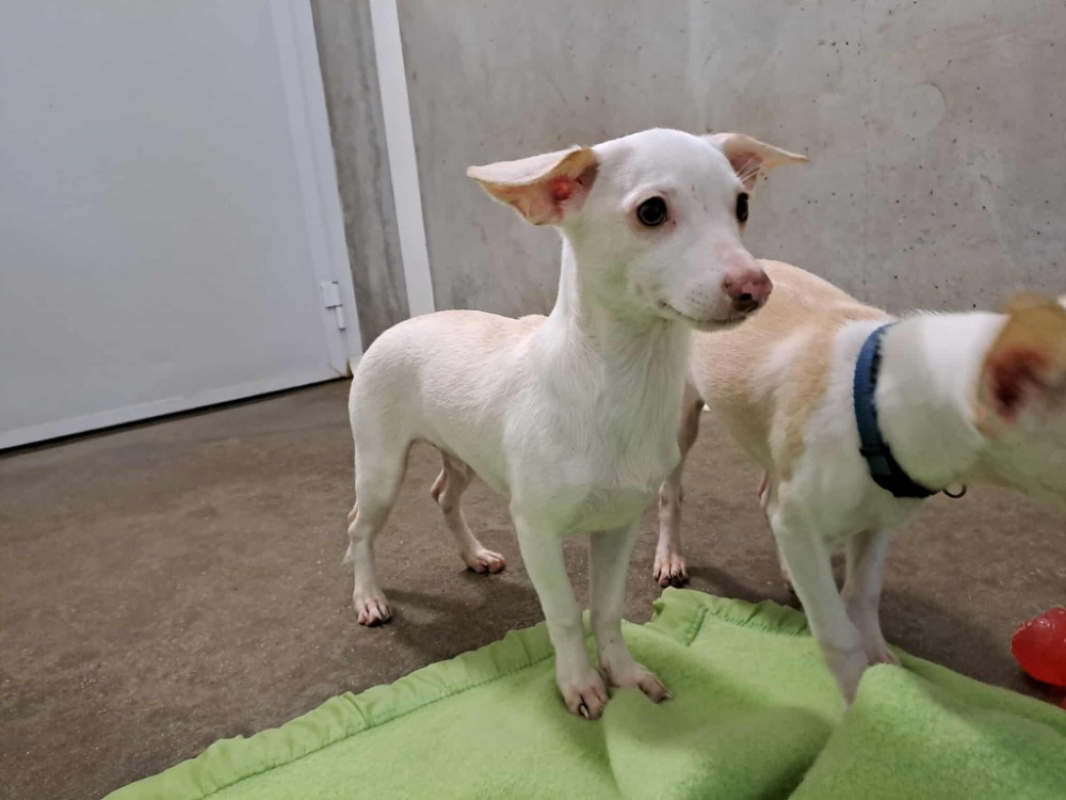 Photo #2 de Beethoven