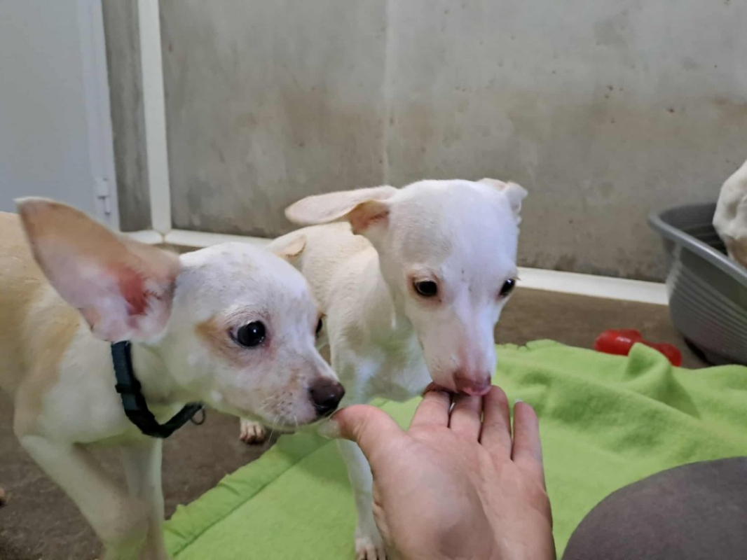 Photo #3 de Beethoven