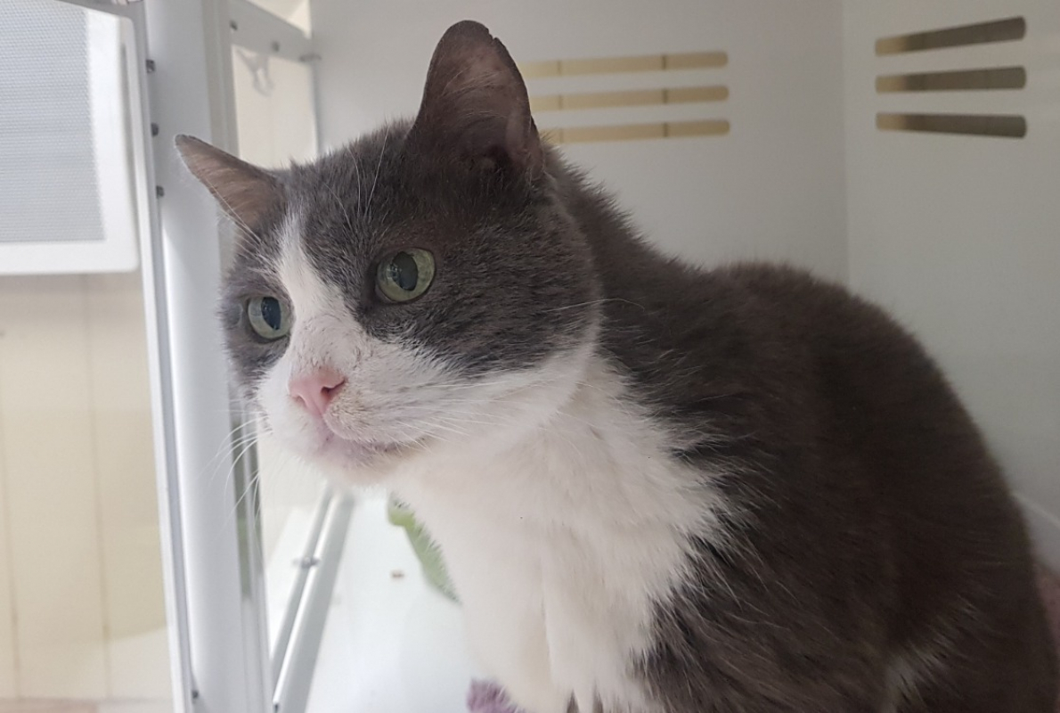 Coco - Chat Européen à adopter