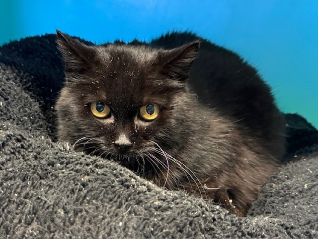 Photo #1 de Midnight