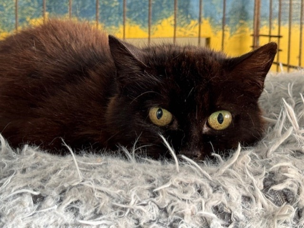 Photo #2 de Midnight