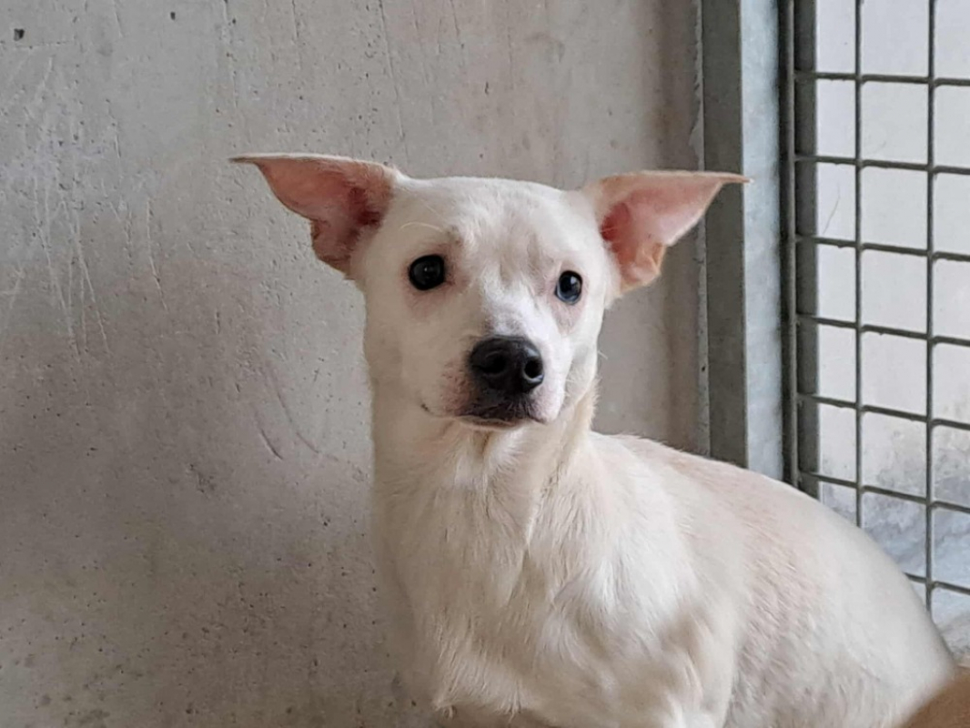 Photo #1 de Veron qcn