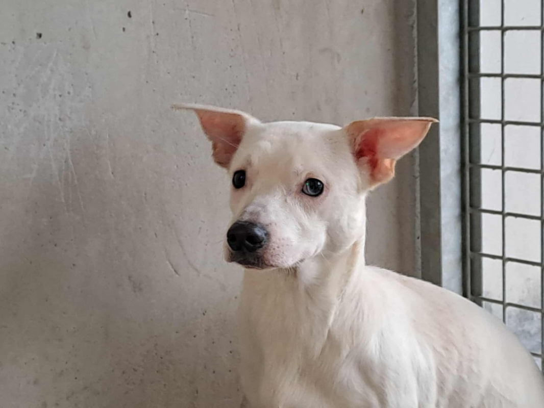 Photo #2 de Veron qcn