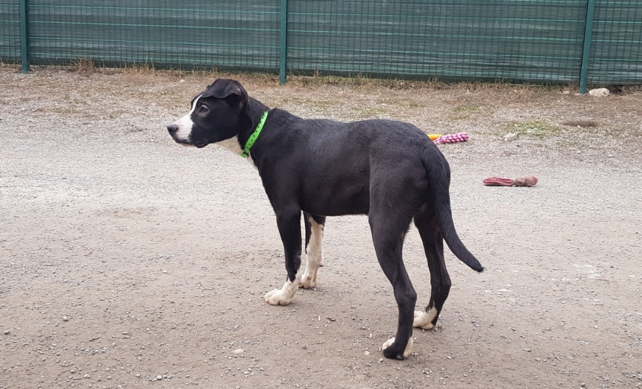 Photo #1 de Zephyr