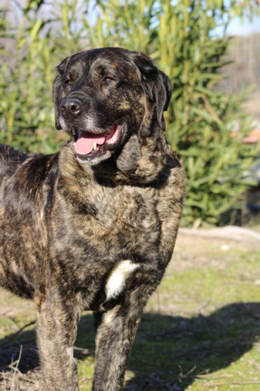 Photo #1 de PON, Sublime Mâtin Espagnol fidèle et affectueux, une crème !