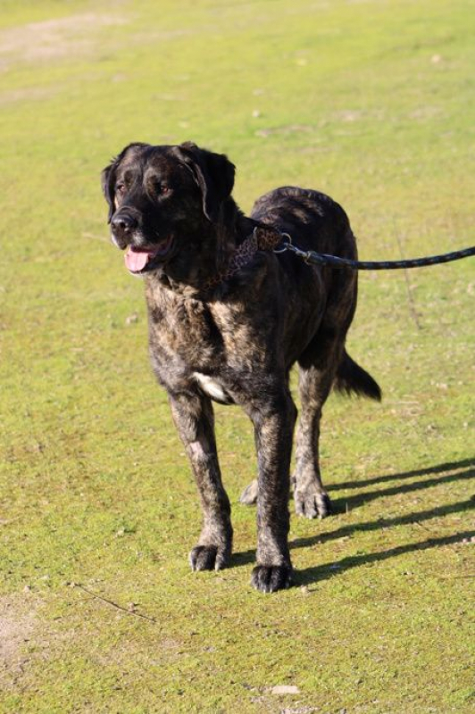 Photo #2 de PON, Sublime Mâtin Espagnol fidèle et affectueux, une crème !