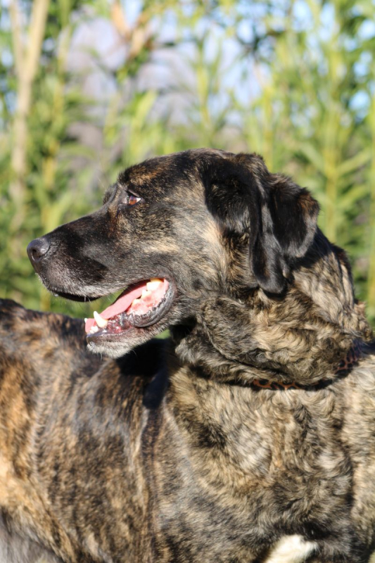 Photo #3 de PON, Sublime Mâtin Espagnol fidèle et affectueux, une crème !