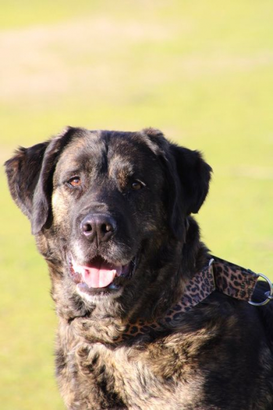 Photo #5 de PON, Sublime Mâtin Espagnol fidèle et affectueux, une crème !