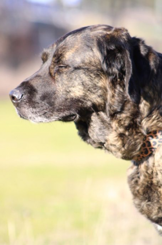 Photo #6 de PON, Sublime Mâtin Espagnol fidèle et affectueux, une crème !