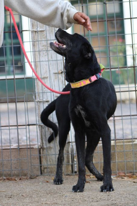 Photo #4 de PIN, Magnifique femelle Mastine Espagnole. Une vraie crème ! (ok chat)