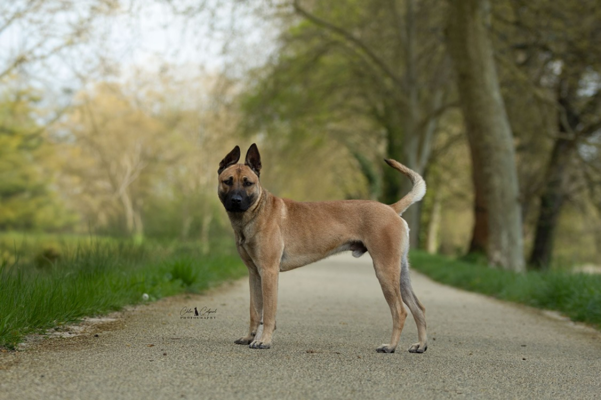 Riley - Chien à adopter
