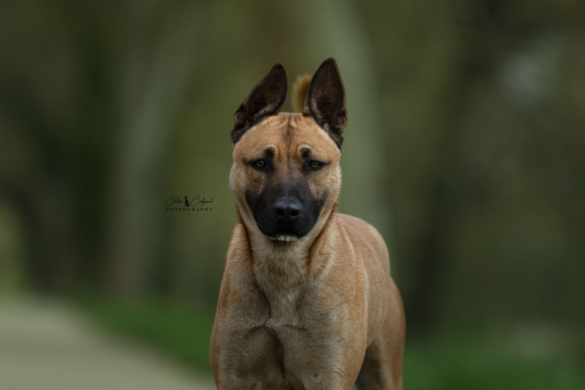 Riley - Chien à adopter - photo 2