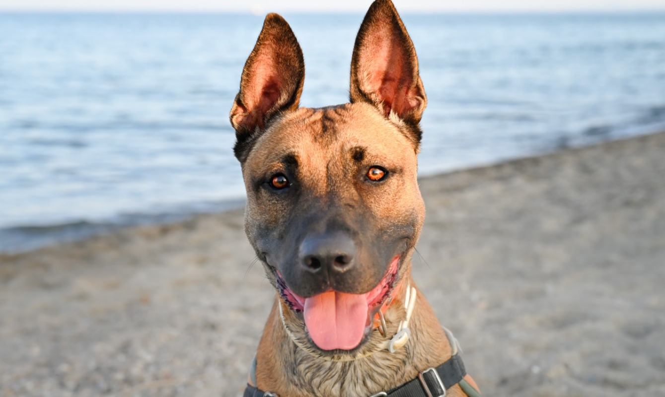 Riley - Chien à adopter - photo 3